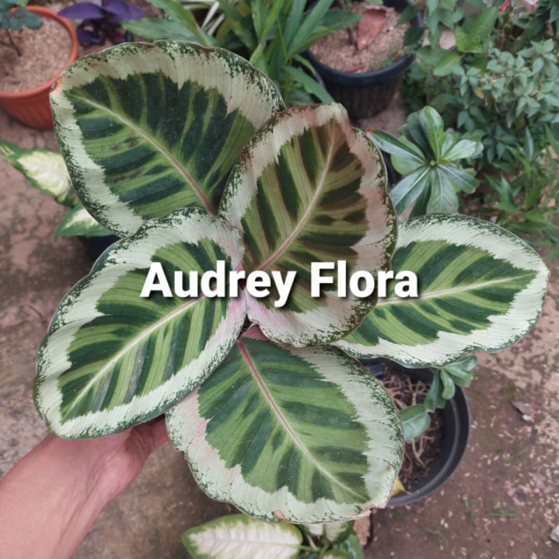 Tanaman Hias Calathea Angela - Calathea Angela Original