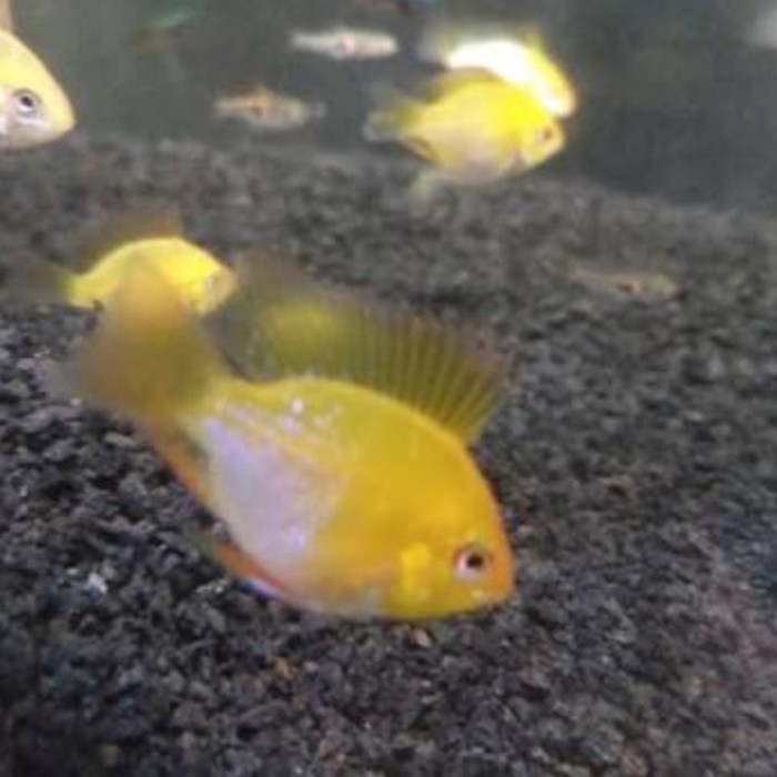 

Remirezi golden/Aquascape/ikan hias