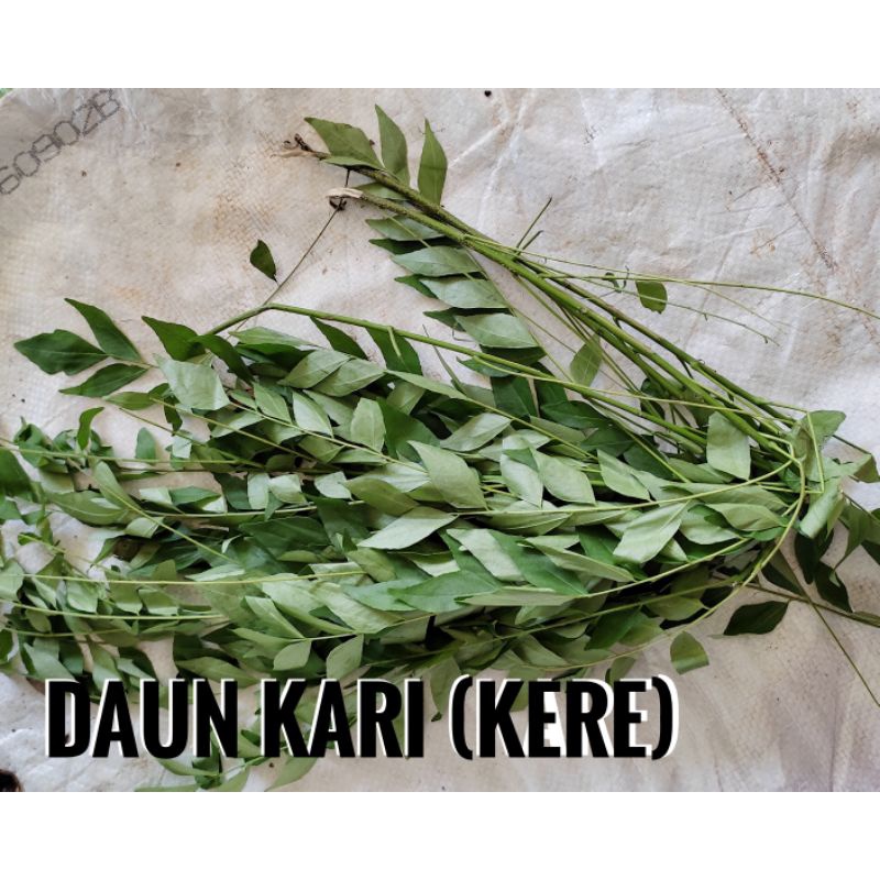 

Daun Kari/Daun Karle