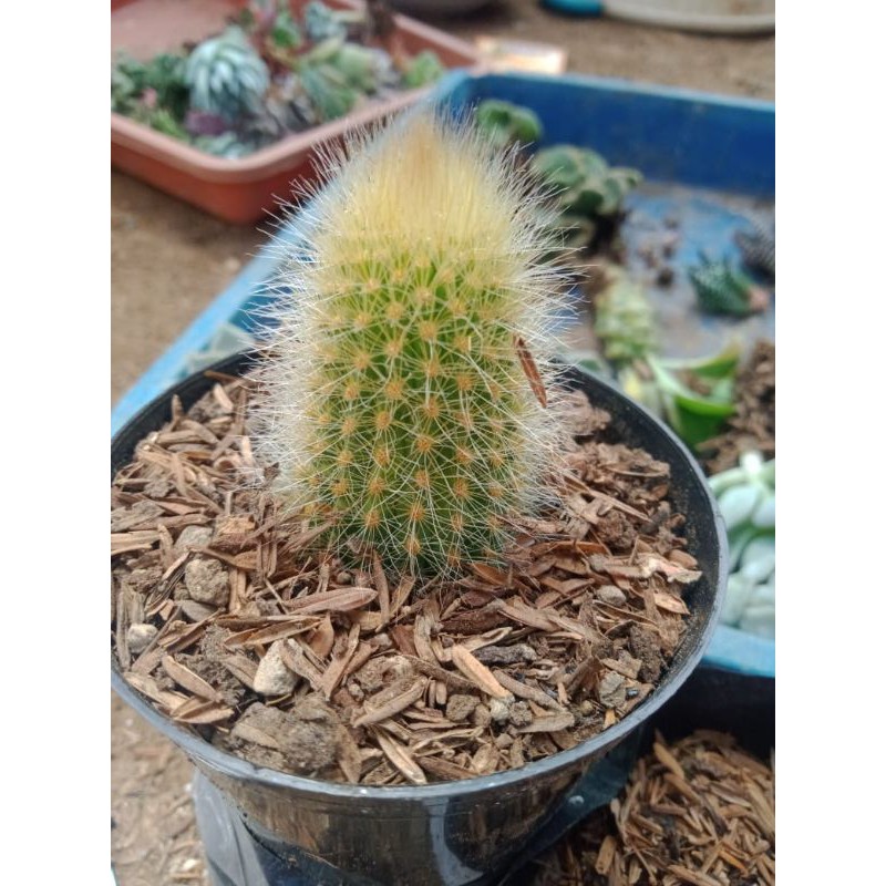 ekor tupai putih ownroot