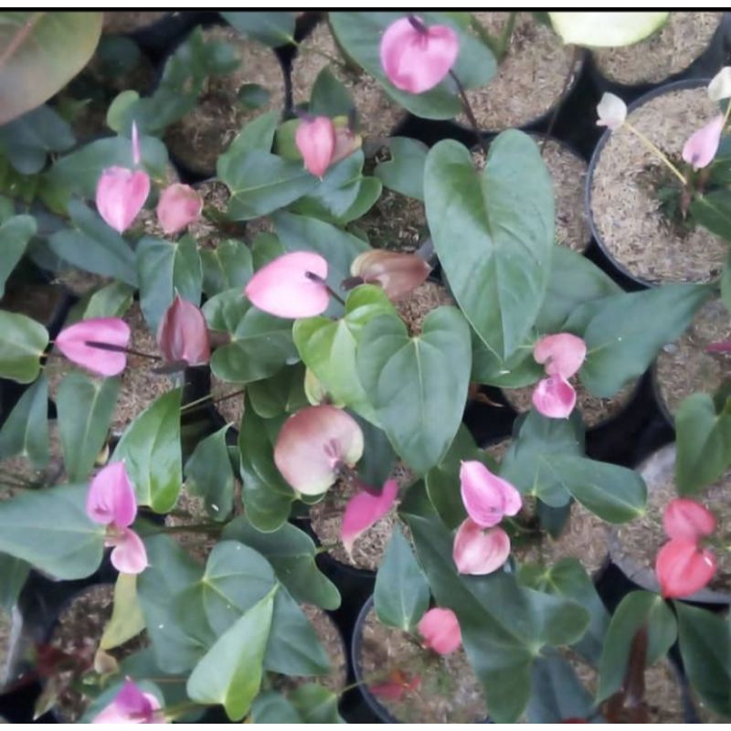 Anthurium bunga mini