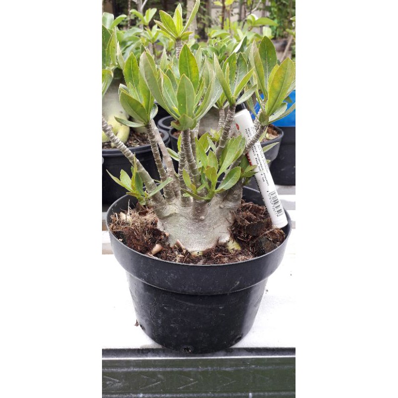 Adenium kamboja jepang karakter, id ARABICUM YELLOW