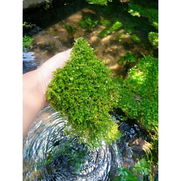 monte carlo tanaman aquascape