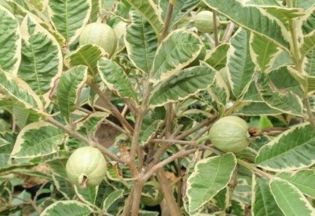 Bibit Jambu Kerikil Variegata Cangkok Cepat Berbuah