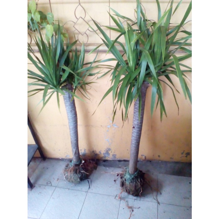 Tanaman Pandan Bali Bercabang