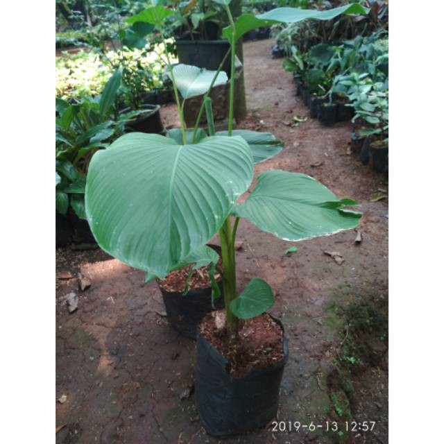 Tanaman hias pisang kalatea-calathea pisang-calathea lutea