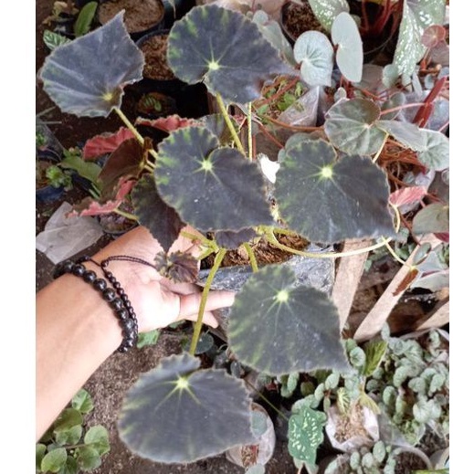 Jual Promo Produk Baru Begonia Black Tiger Bunga Tanaman Hias