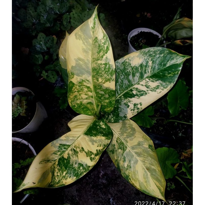 difenbachia panglima varigata