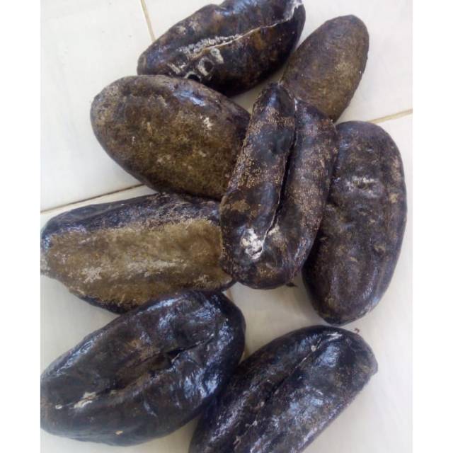 

Teripang kapuk