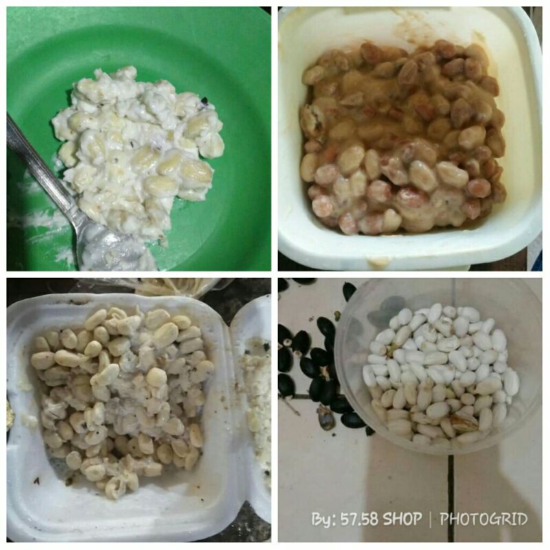 Biji Jarak Umpan Jos Bawal/Racikan Biji Jarak Umpan Ampuh Bawal SSc-