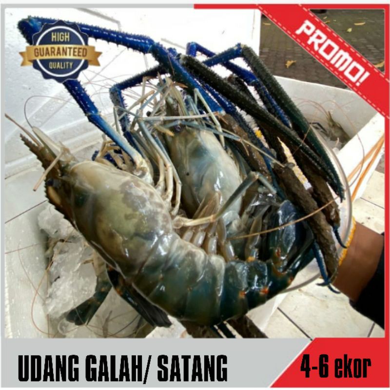 Udang Galah Jumbo/ Udang galah Fresh