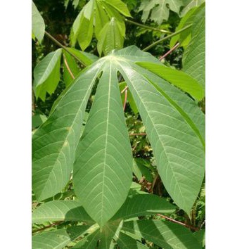 

Daun singkong karet segar per 500 gram