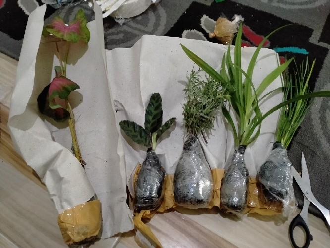 Tanaman Hias Lily Hujan-kucay Tulip - Pohon Lili Hujan