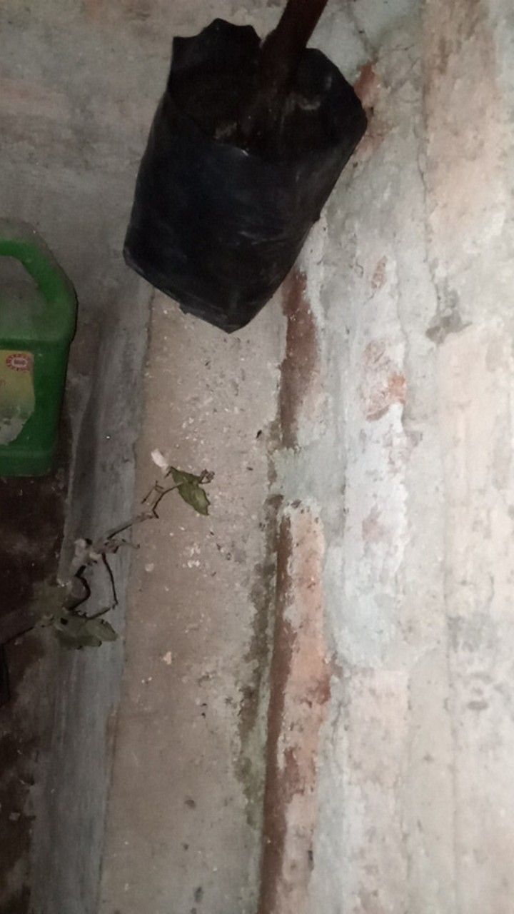 Bibit Anggur Taldun Valid