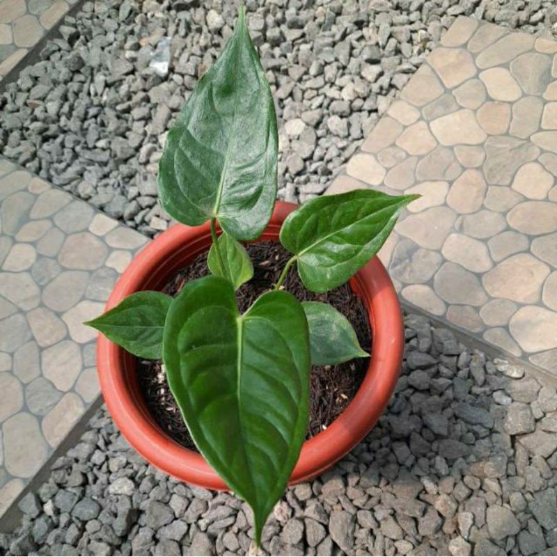 Anthurium Veitchii Original