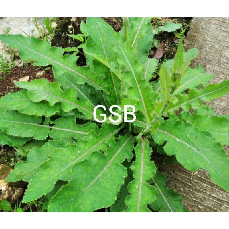 

Daun tempuyung segar 1 kg petik langsung