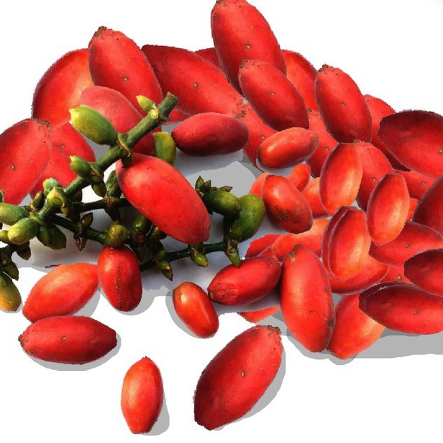 

Kulit Melinjo - 250 gram