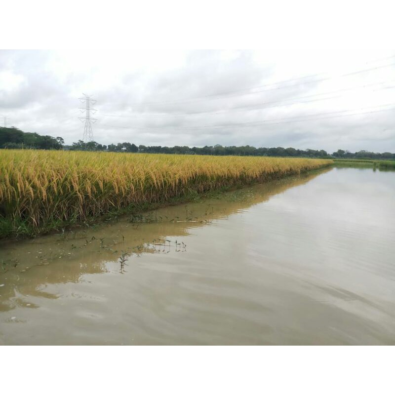 Benih Padi Sigupai ua5