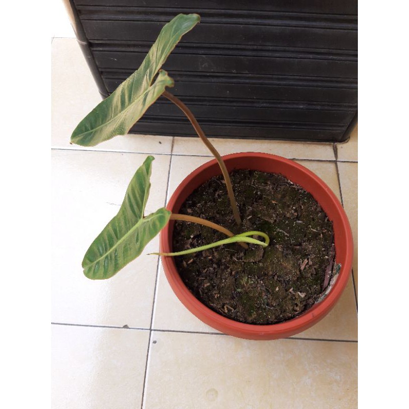 Phillo Bilitae / Phillo kabel busi ori