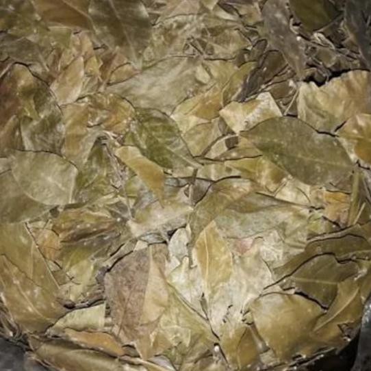 

Daun Kemuning Kering / Obat Herbal Alami (1kg)