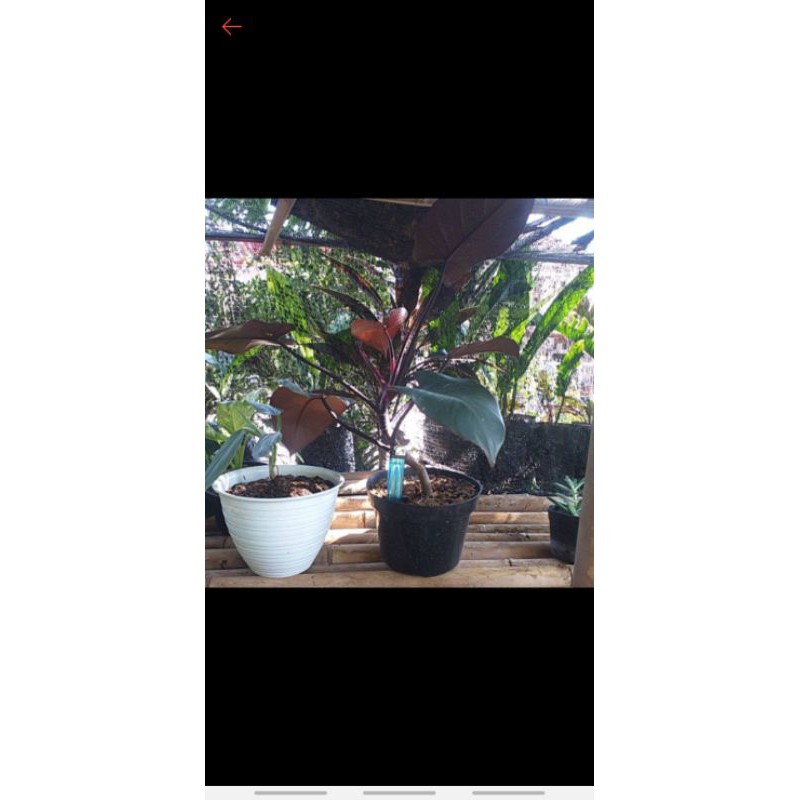 tanaman hias black kardinal