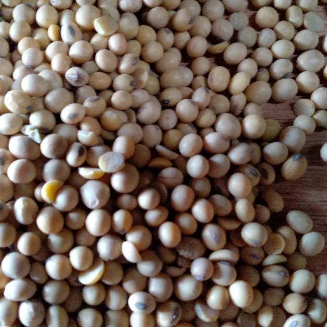 

Kacang kedelai mentah
