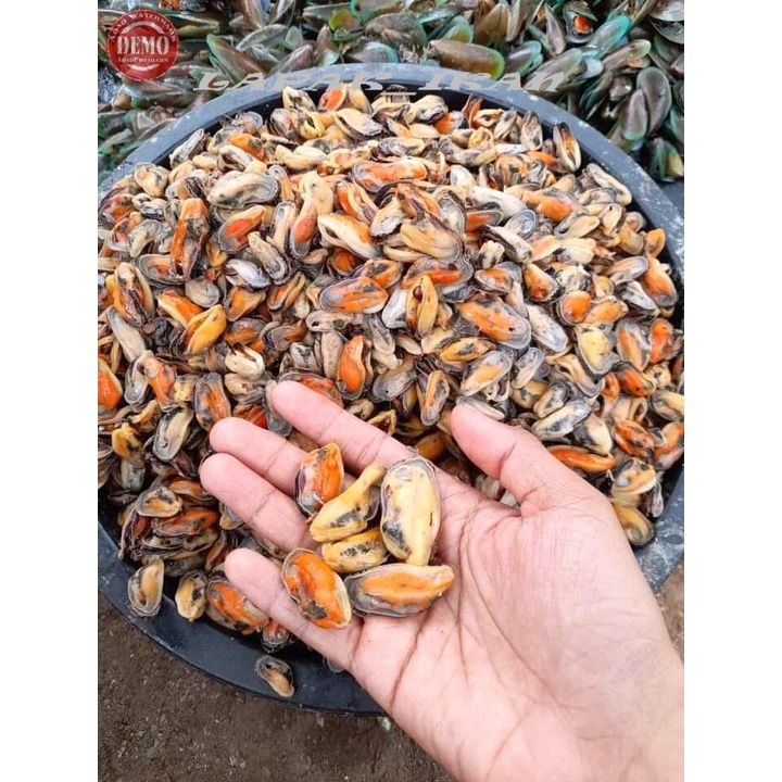 

Daging Kerang Hijau Segar 1~Kilogram