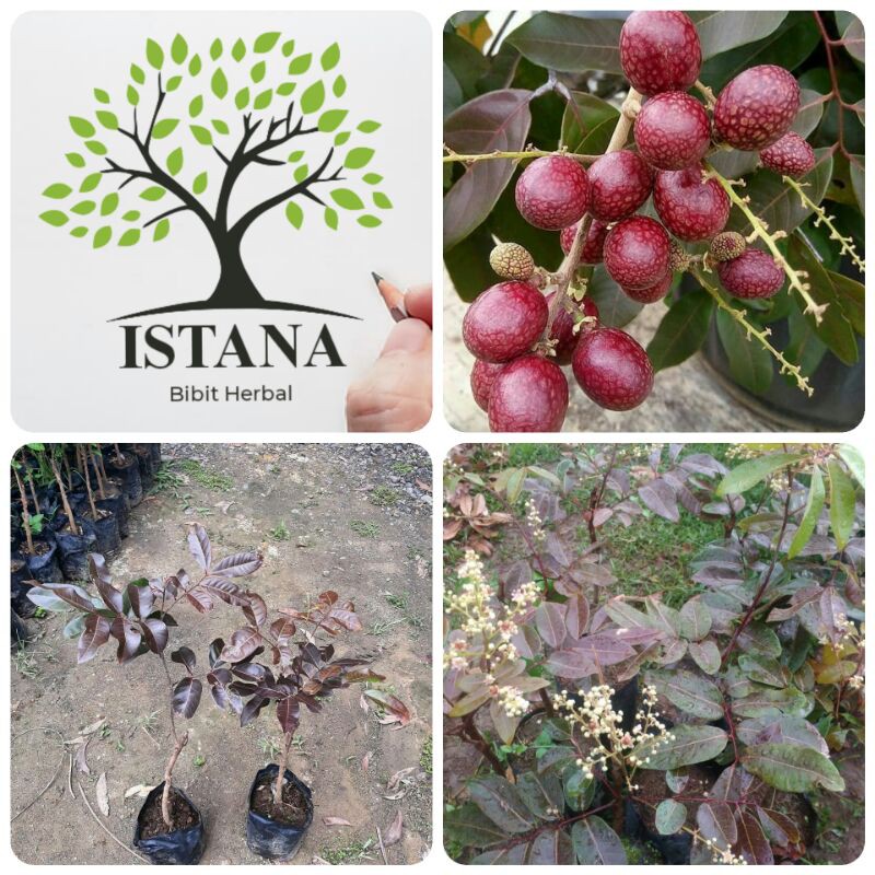 Bibit Tanaman Kelengkeng Merah pohon kelengkeng merah