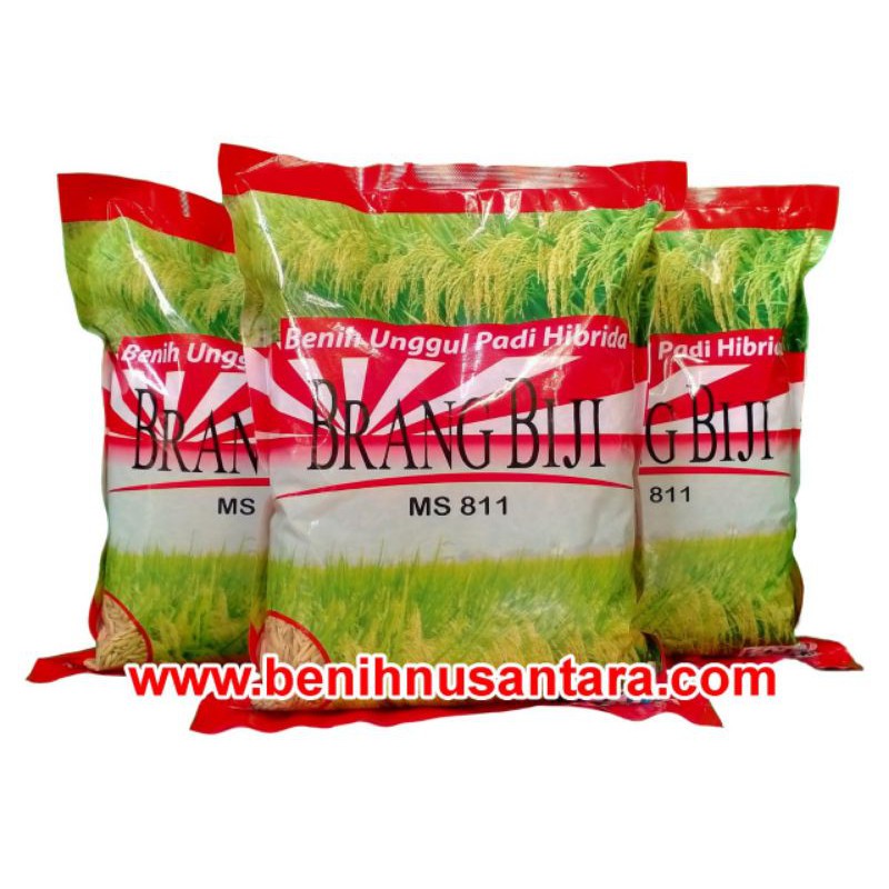 Padi Hibrida Brang Biji