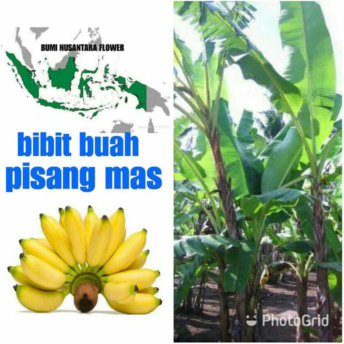 Bibit Buah Bibit Buah Pisang Mas #_*