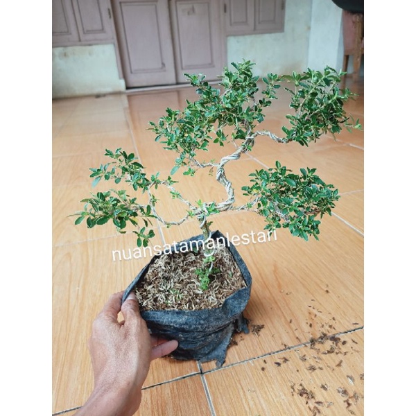 Bonsai Mirten Varigata / pohon bonsai mini mirten