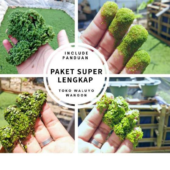 Produk Baru PAKET SUPER LENGKAP Bibit Budidaya Azolla, Wollfia, Lemna, dan Spirodela Tanaman Paku Ai