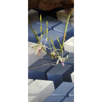 den. stratiostes antennatum asli/ori