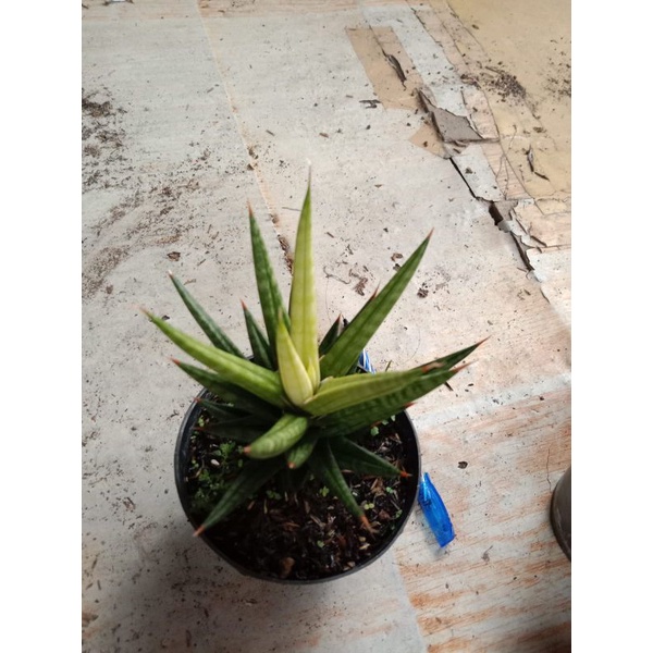 Sansevera Gracilis Varigata