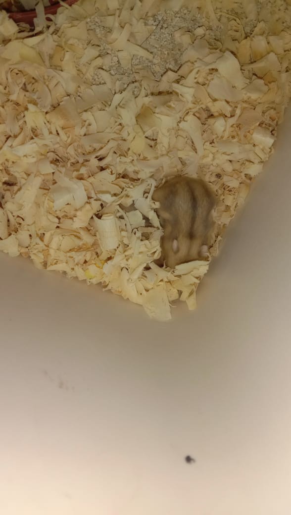 Bak Baki Hidroponik Sistem Sumbu - Wick System