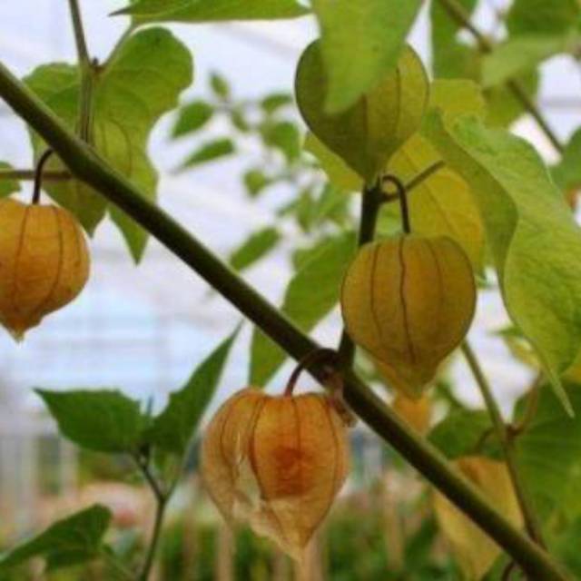 Buah Ciplukan (Cecendet) - 1 Kg