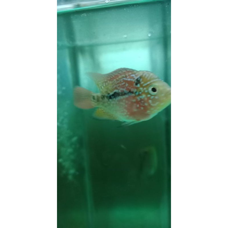 kamfa F3 ukuran 1jarian