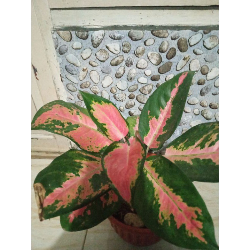 aglonema kochin paramuay