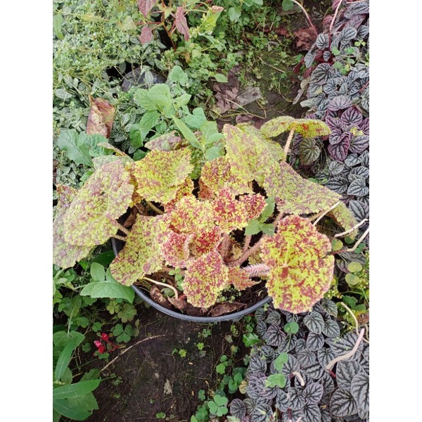 

choco stabilo full pot