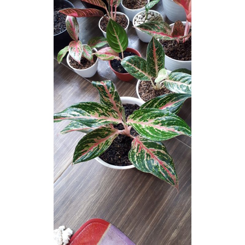 Aglaonema Butterfly