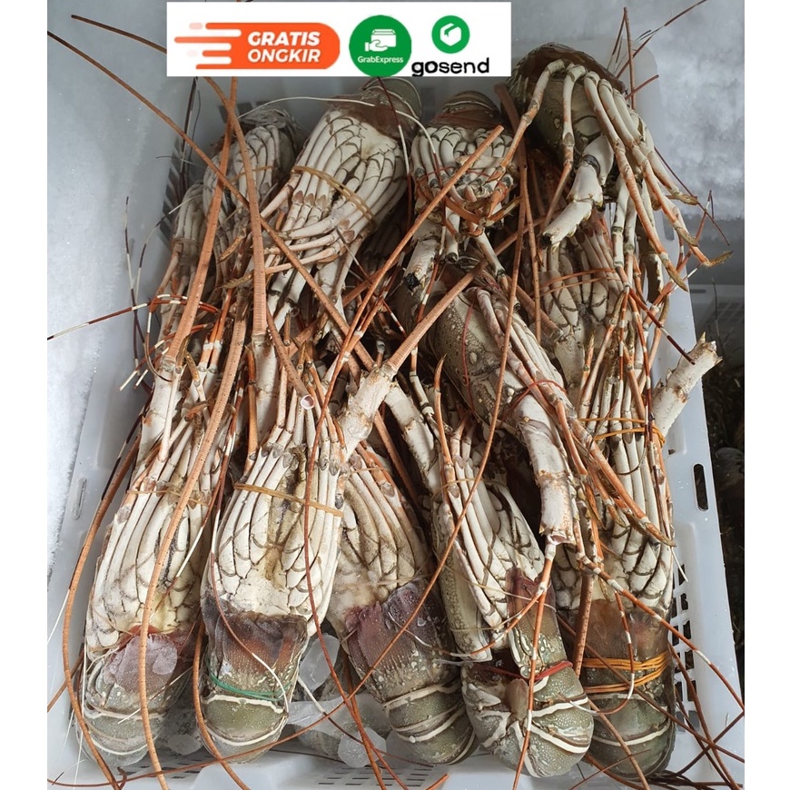 LOBSTER Laut 1Kg isi 1-10 Lobster Bambu Pasir Sea Lobster Udang Beku (Frozen Lobster) Lobster Segar