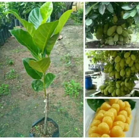 

nangkamini super satuan