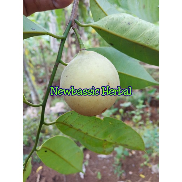 

buah pala segar paket hemat 500gr