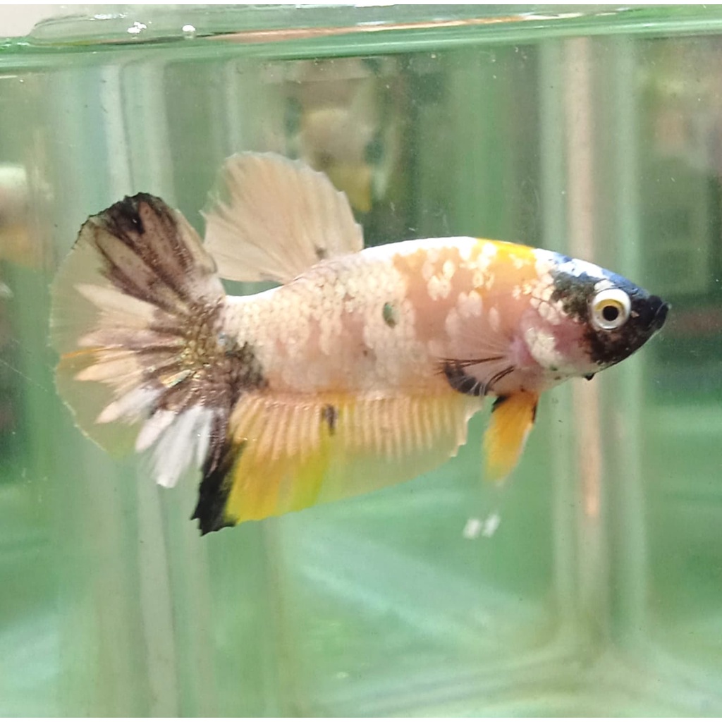 CUPANG PLAKAT YELLOW KOI COPPER LINE YELLOW GALAXY GOLD/YGG 100%REALPICT (8YGG1)