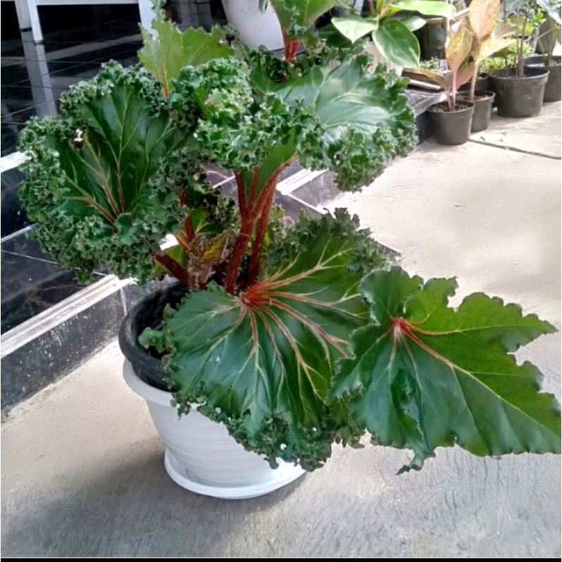 Tanaman hias daun unik lucu Begonia crestabrucci selada dewasa jumbo