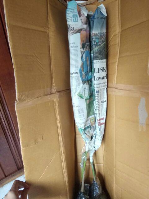 Jual Bibit Alpukat Wina