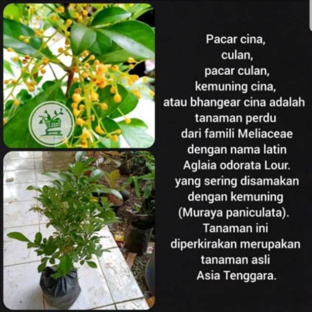 Bibit pohon culan-pacar cina-kemuning cina-bibit tanaman