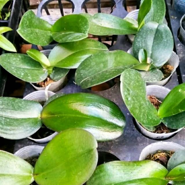 Remaja Anggrek Bulan