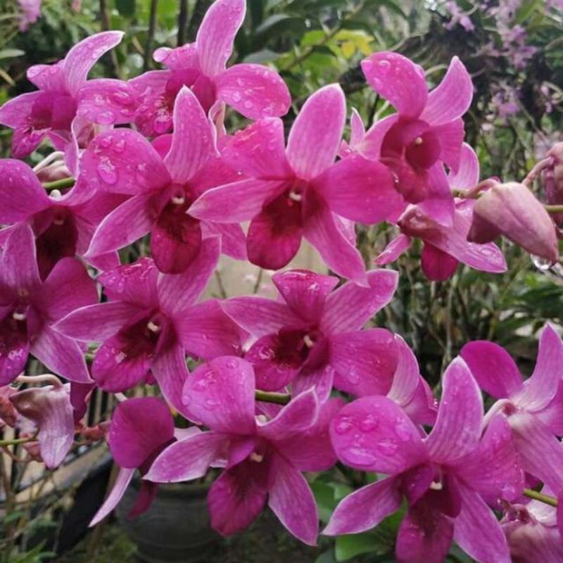 anggrek dendrobium Bantimurung
