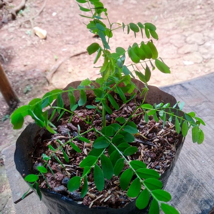 New Bibit pohon saga - tanaman pohon saga